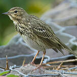 Pipit des arbres