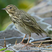 Pipit des arbres