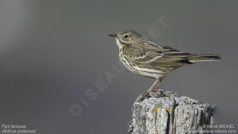 Meadow Pipit male adult breeding