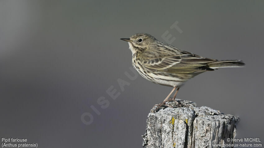 Pipit farlouse mâle adulte nuptial