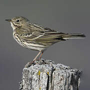 Meadow Pipit