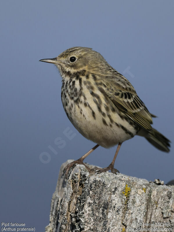 Meadow Pipit male adult