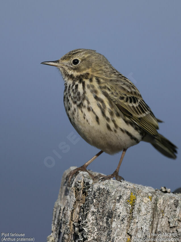 Pipit farlouse mâle adulte