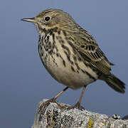 Pipit farlouse