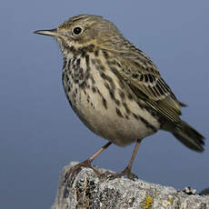 Pipit farlouse