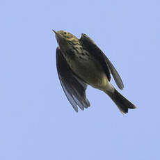 Pipit farlouse