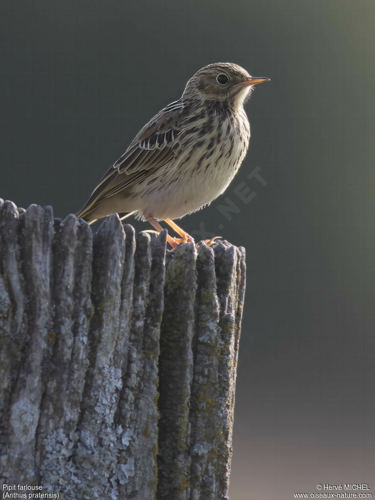 Pipit farlouse