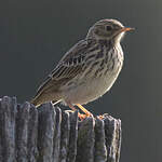 Pipit farlouse