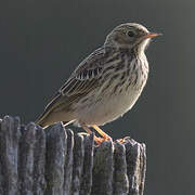 Meadow Pipit