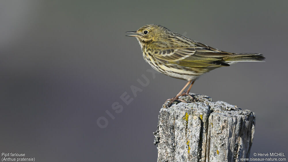 Pipit farlouse mâle adulte nuptial