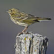 Pipit farlouse