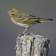 Pipit farlouse