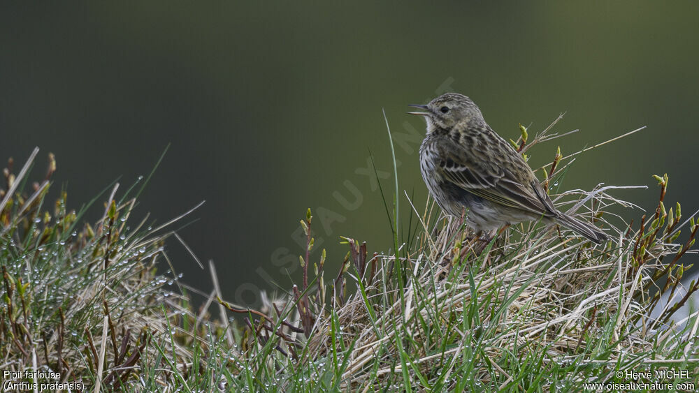 Pipit farlouse