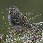 Meadow Pipit