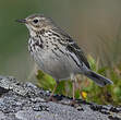 Pipit farlouse