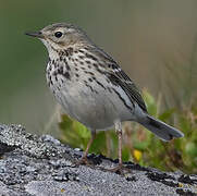 Pipit farlouse