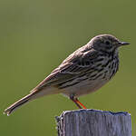 Pipit farlouse