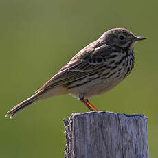 Pipit farlouse
