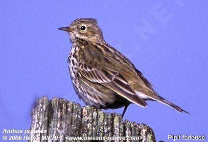 Pipit farlouse mâle adulte nuptial