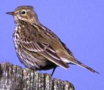 Pipit farlouse