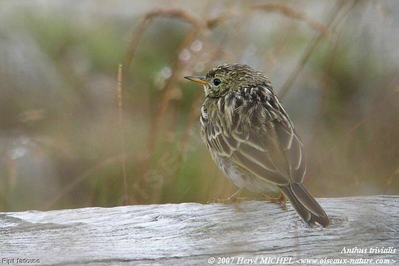 Pipit farlousejuvénile