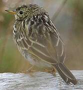 Pipit farlouse