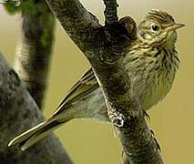 Pipit farlouse