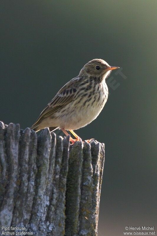 Meadow Pipitjuvenile