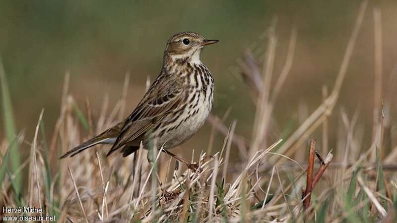 Pipit farlouse mâle adulte nuptial, identification