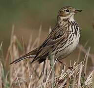 Meadow Pipit