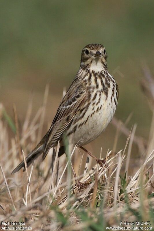 Meadow Pipit male adult breeding