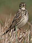 Pipit farlouse