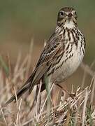 Meadow Pipit