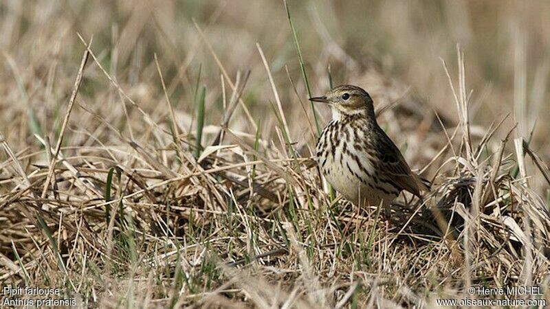 Meadow Pipit male adult breeding