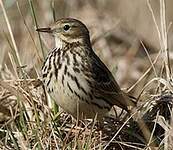 Pipit farlouse