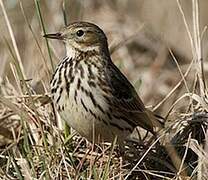 Meadow Pipit