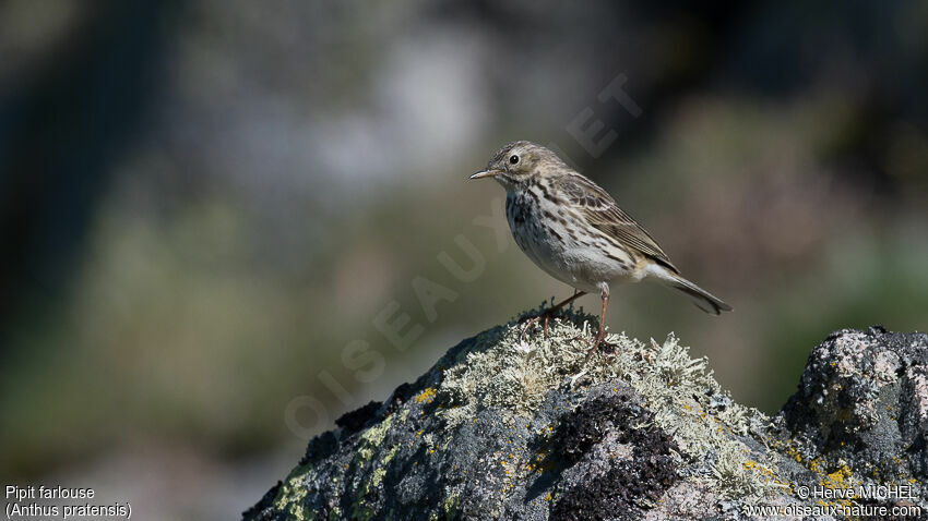 Pipit farlouseadulte nuptial