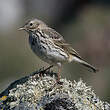 Pipit farlouse