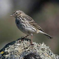 Pipit farlouse