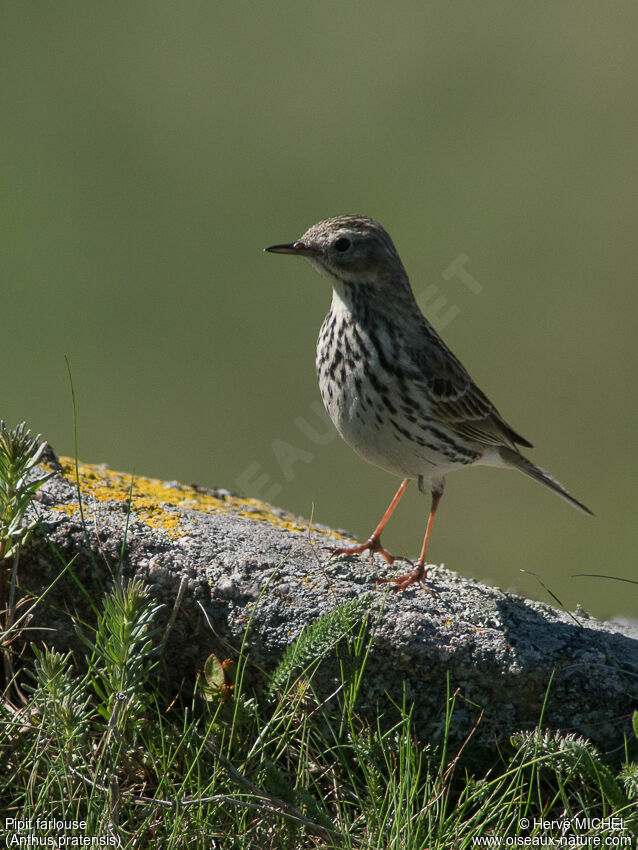 Pipit farlouseadulte nuptial