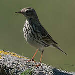 Pipit farlouse