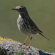 Meadow Pipit