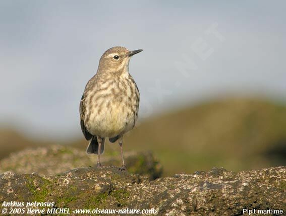 European Rock Pipit