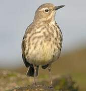 Eurasian Rock Pipit