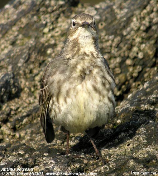 Eurasian Rock Pipit