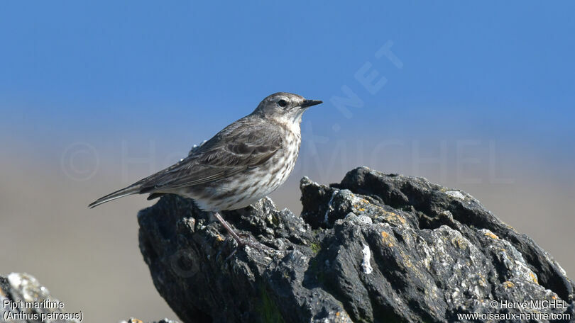 Pipit maritimeadulte nuptial