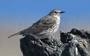 Eurasian Rock Pipit