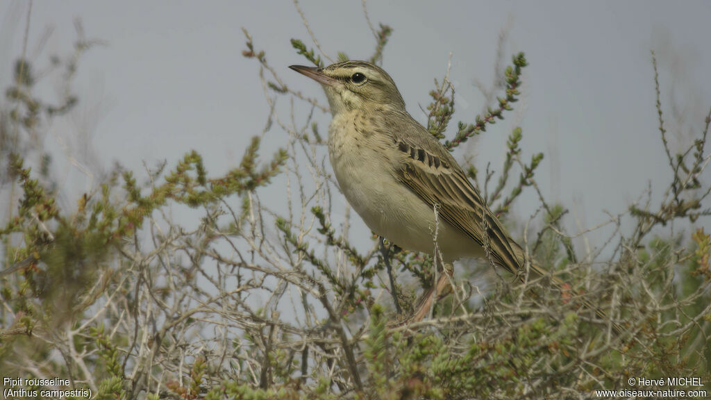 Pipit rousselineadulte nuptial