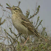 Tawny Pipit