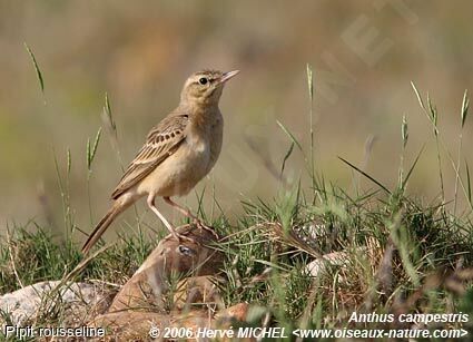 Pipit rousselineadulte nuptial